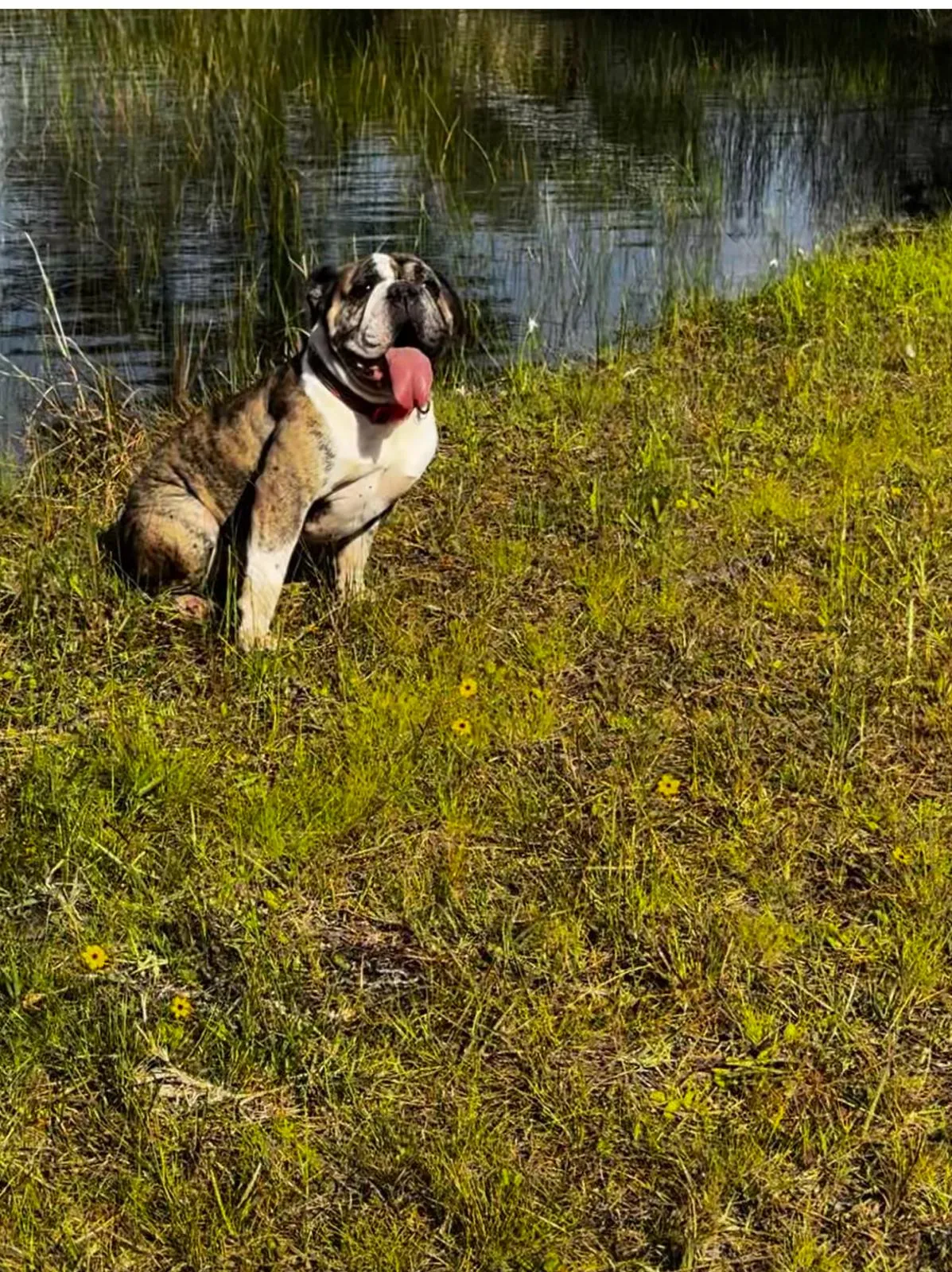 Bulldog sitting peacefully