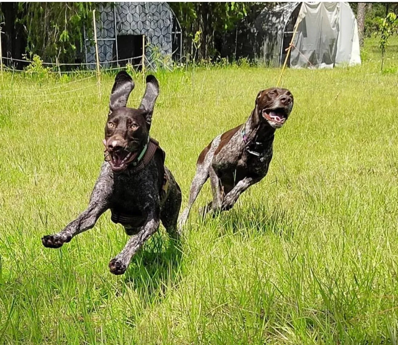 Two dogs running and playing together