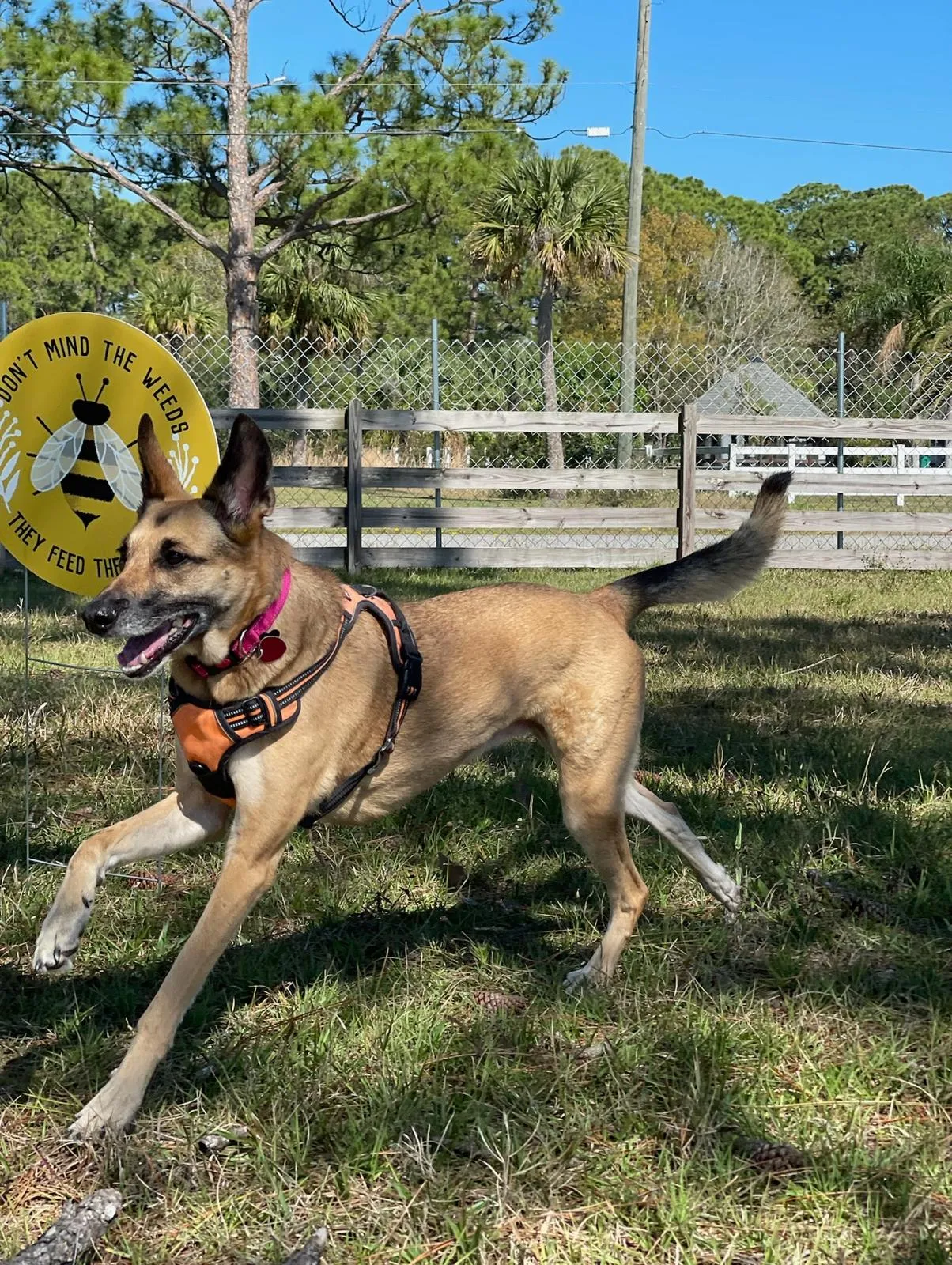 German shepherd catching frisbee