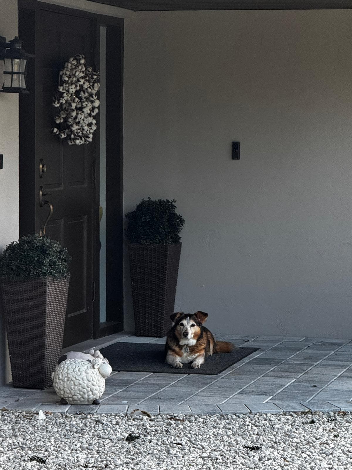 Dog relaxing on the porch