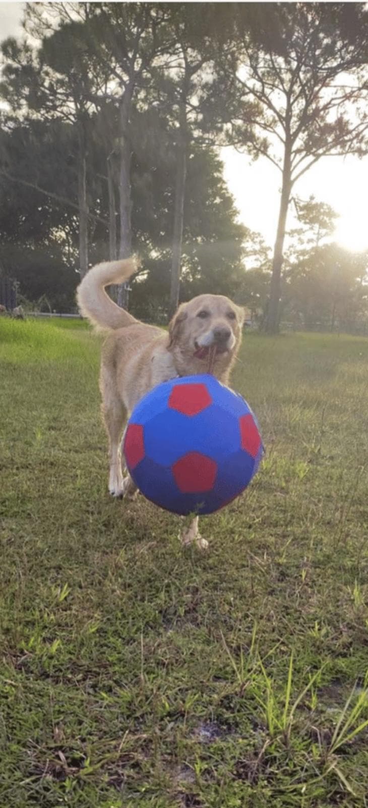 Labrador playing with ball at sunset