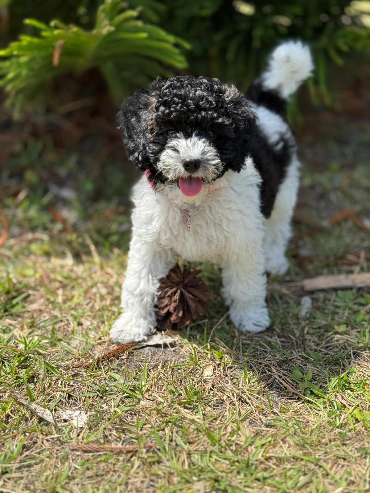 Cute poodle puppy on the grass