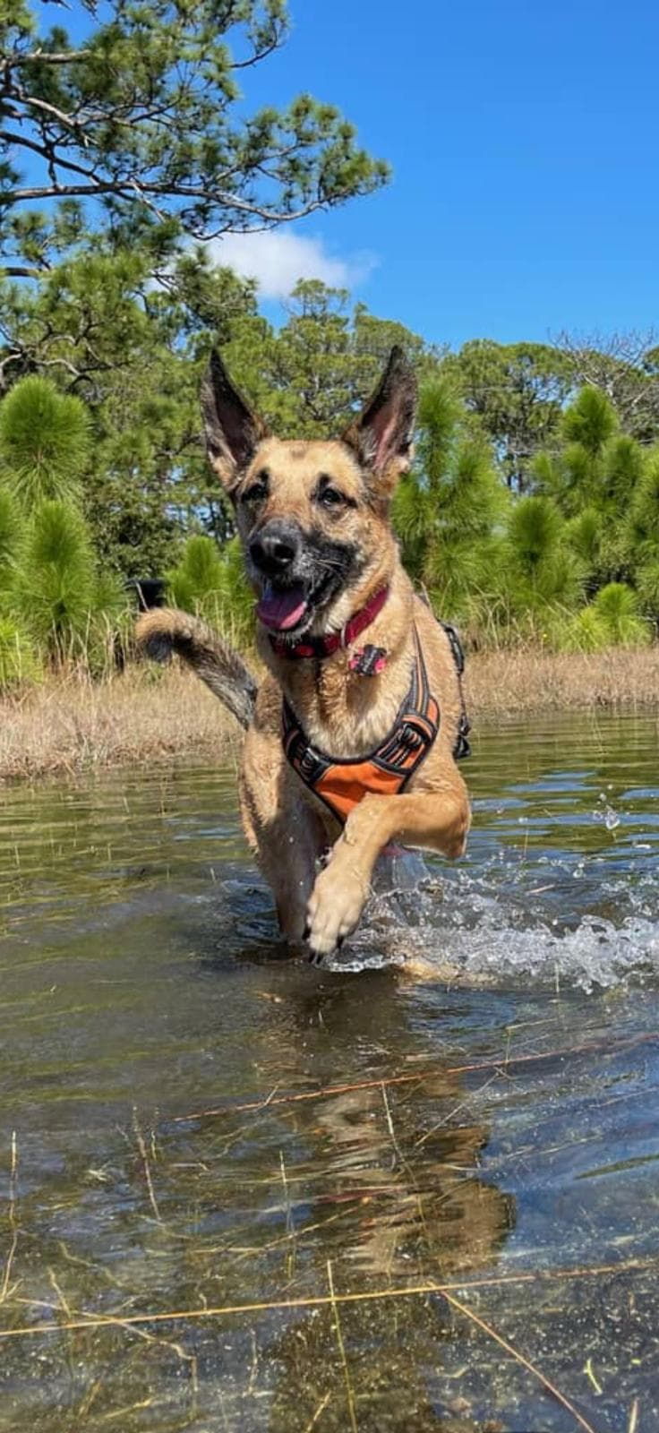 German shepherd playing in water