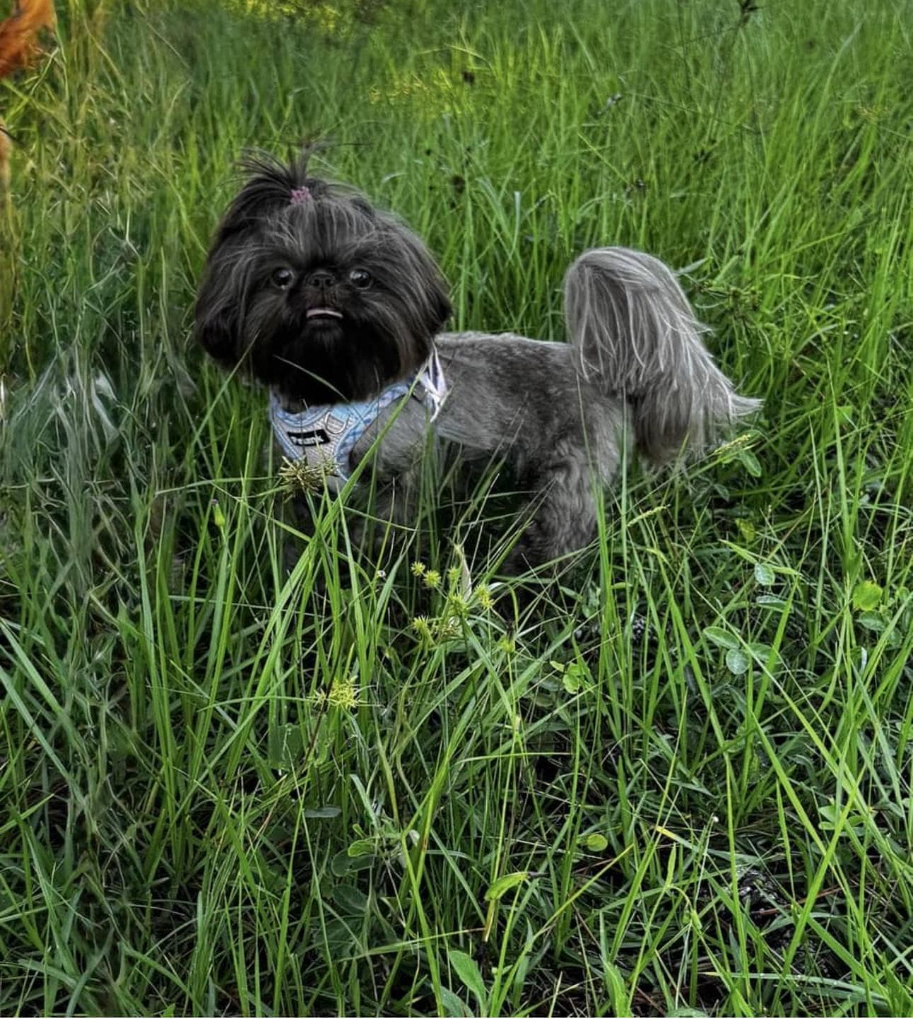 Shih Tzu on the grass